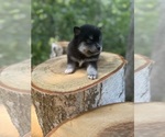 Small #5 Alaskan Klee Kai-Pomsky Mix