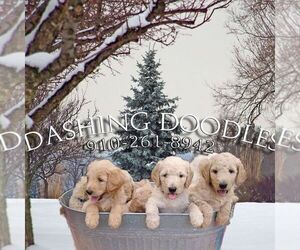 Goldendoodle Puppy for sale in ZEBULON, NC, USA