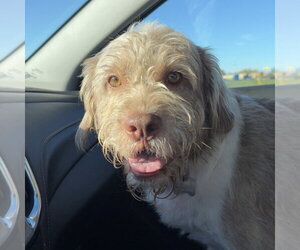 Mutt Dogs for adoption in Fargo, ND, USA