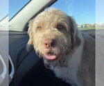 Matrix - Male Mutt Dog for Adoption - Small photo