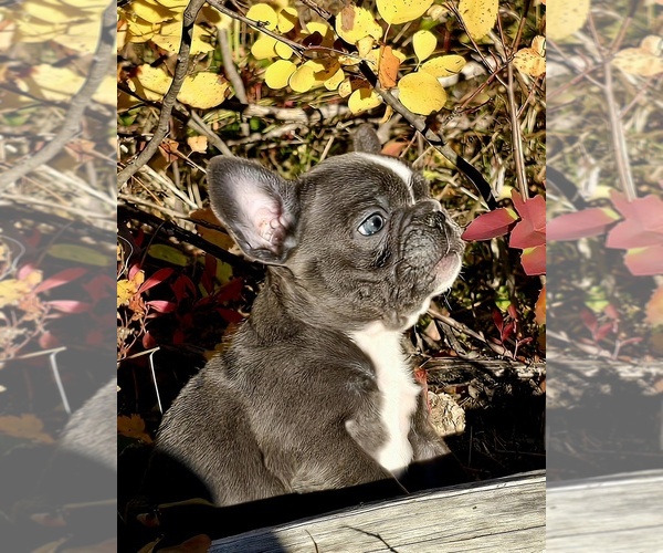 Medium Photo #4 French Bulldog Puppy For Sale in CUSICK, WA, USA