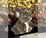 Small #3 French Bulldog