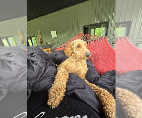 Medium Photo #1 Aussiedoodle Puppy For Sale in DANVILLE, IN, USA