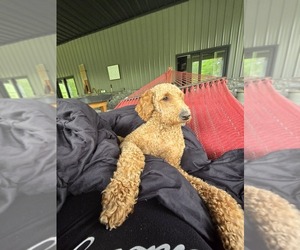 Mother of the Aussiedoodle puppies born on 04/21/2026