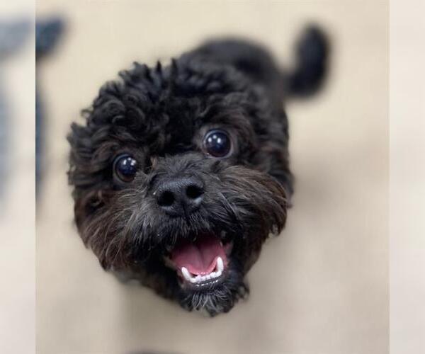 Medium Photo #1 Shih-Poo Puppy For Sale in Aurora, CO, USA