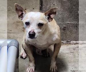 Chihuahua Dogs for adoption in San Martin, CA, USA