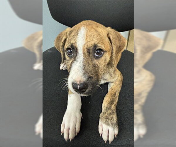 Medium Photo #1 Bullboxer Pit Puppy For Sale in Corpus Christi, TX, USA