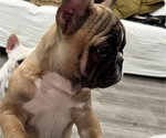 Small Photo #4 French Bulldog Puppy For Sale in NAPA, CA, USA