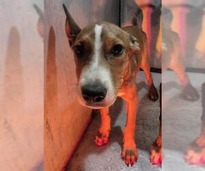 Labrador Retriever-Unknown Mix Dogs for adoption in San Antonio, TX, USA