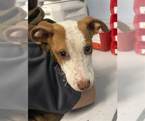 American Pit Bull Terrier-Unknown Mix Dogs for adoption in Tallahassee, FL, USA
