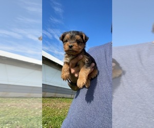 Morkie Puppy for Sale in GOSHEN, Indiana USA