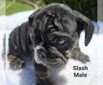 Small Photo #5 Bulldog Puppy For Sale in FRESNO, CA, USA