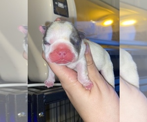 French Bulldog Puppy for Sale in TARPON SPRINGS, Florida USA