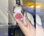 Small Photo #1 French Bulldog Puppy For Sale in TARPON SPRINGS, FL, USA