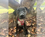 Small #10 Mutt
