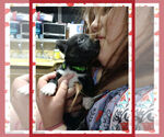 Small Photo #20 Pembroke Welsh Corgi Puppy For Sale in LOGAN, NM, USA