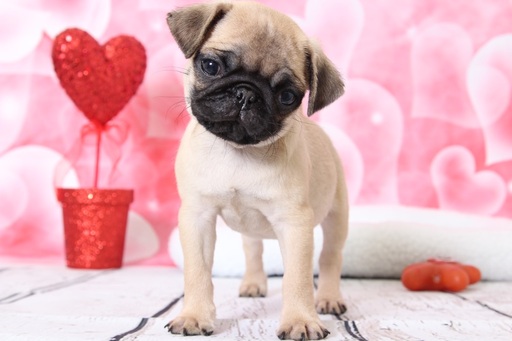 Medium Photo #1 Pug Puppy For Sale in BEL AIR, MD, USA