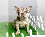 Small Photo #13 French Bulldog Puppy For Sale in AUSTIN, TX, USA