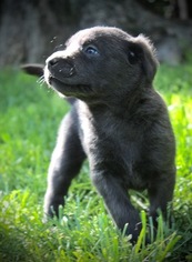Labrador Retriever Puppy for sale in SPRINGDALE, AR, USA