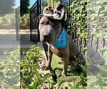 Small American Pit Bull Terrier-Chinese Shar-Pei Mix
