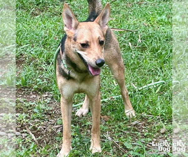 Medium Photo #1 Mutt Puppy For Sale in Washington, DC, USA