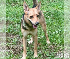 Mutt Dogs for adoption in Washington, DC, USA