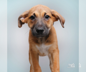 Mutt Dogs for adoption in Washington, DC, USA