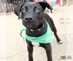 Small #1 Labrador Retriever-Retriever  Mix
