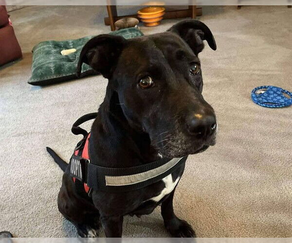 Medium Photo #1 Bull Terrier-Staffordshire Bull Terrier Mix Puppy For Sale in Ocala, FL, USA