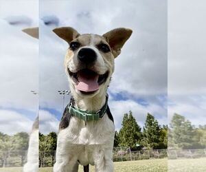 Blueberry - Female Jack Russell Terrier Dog for Adoption - Photo #7