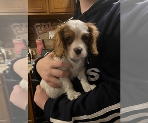 Cavalier King Charles Spaniel Puppy for sale in MORAVIA, NY, USA