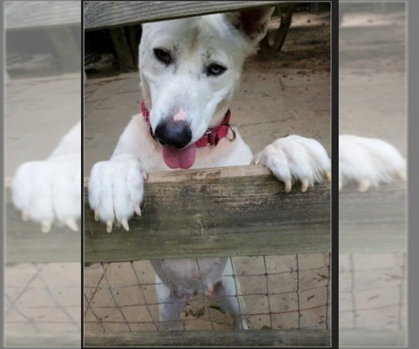 Medium Photo #4 Bull Terrier-Huskies  Mix Puppy For Sale in Winston Salem, NC, USA