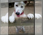 Small #3 Bull Terrier-Huskies  Mix