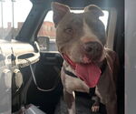 Small #3 American Staffordshire Terrier Mix