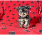 Puppy MR BLUE Yorkshire Terrier