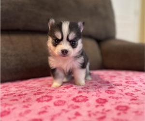 Medium Pomsky
