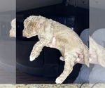 Small Photo #4 Goldendoodle (Miniature) Puppy For Sale in BRKN ARW, OK, USA