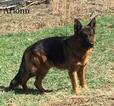 Small #13 German Shepherd Dog