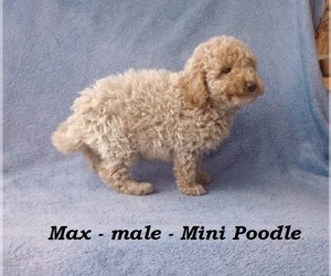 Poodle (Miniature) Puppy for sale in CLARKRANGE, TN, USA