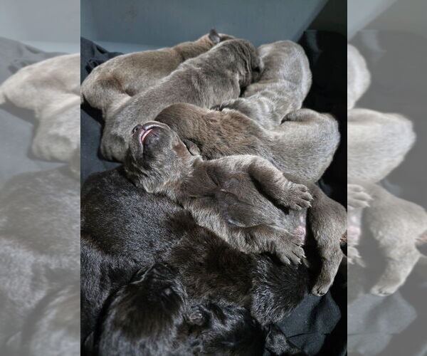Medium Photo #1 Cane Corso Puppy For Sale in FORT WAYNE, IN, USA