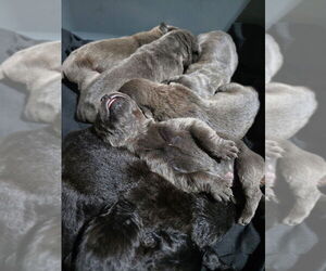 Cane Corso Puppy for sale in FORT WAYNE, IN, USA