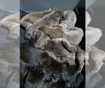 Small Cane Corso