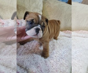English Bulldogge Puppy for sale in KENDALL, WI, USA