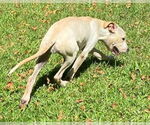 Small #2 Labrador Retriever Mix