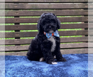 Cavapoo Puppy for sale in CAMPBELLSVILLE, KY, USA