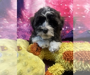 Havanese Puppy for Sale in LIVONIA, Michigan USA