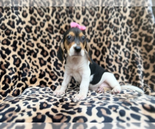 Medium Photo #7 Beagle Puppy For Sale in LAKELAND, FL, USA