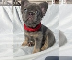 Puppy Red collar French Bulldog