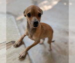 Small Photo #3 Chihuahua Puppy For Sale in Yardley, PA, USA