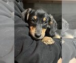 Small Photo #5 Doberman Pinscher-Pointer Mix Puppy For Sale in Dana Point, CA, USA